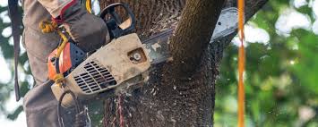 Best Tree Removal  in Agler Estates, FL