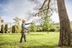 Tree and Shrub Care in Flagler Estates, FL